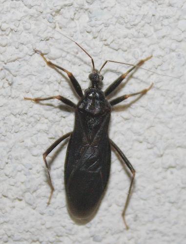 Reduvius personatus
